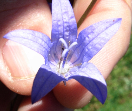 Campanula rapunculus